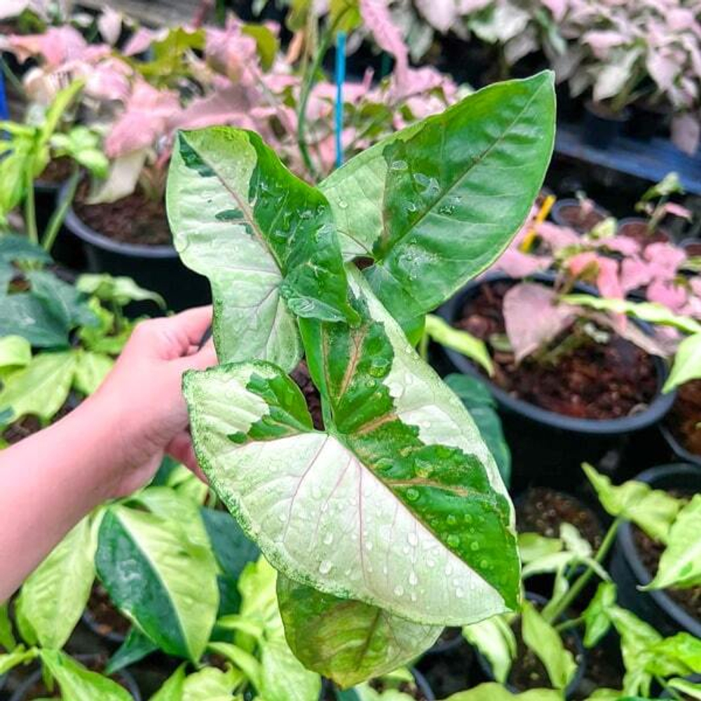 Сингониум BROWN LAVA