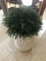 искусственная шаровидная туя шар