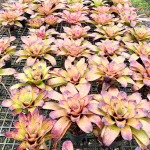 Неорегелия STRAWBERRY ROAN