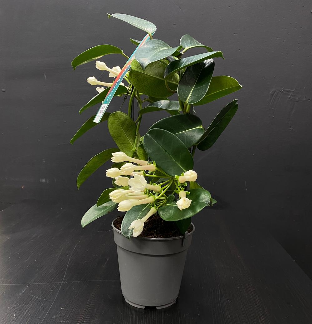 Стефанотис (Stephanotis)
