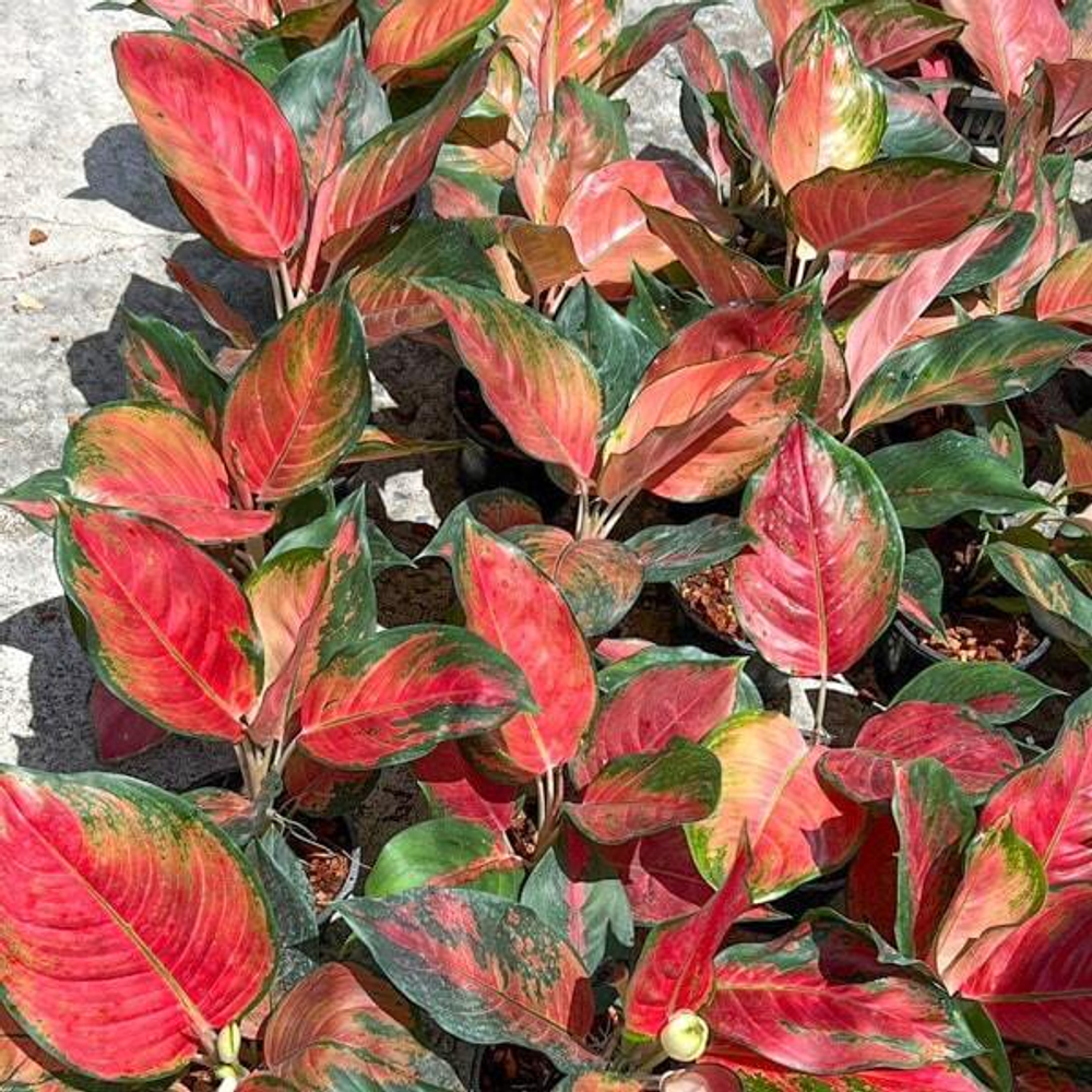 Аглаонема COCHIN ORANGE