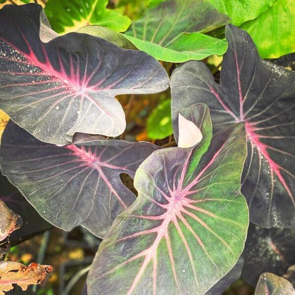 Колоказия VIOLET FANTASY