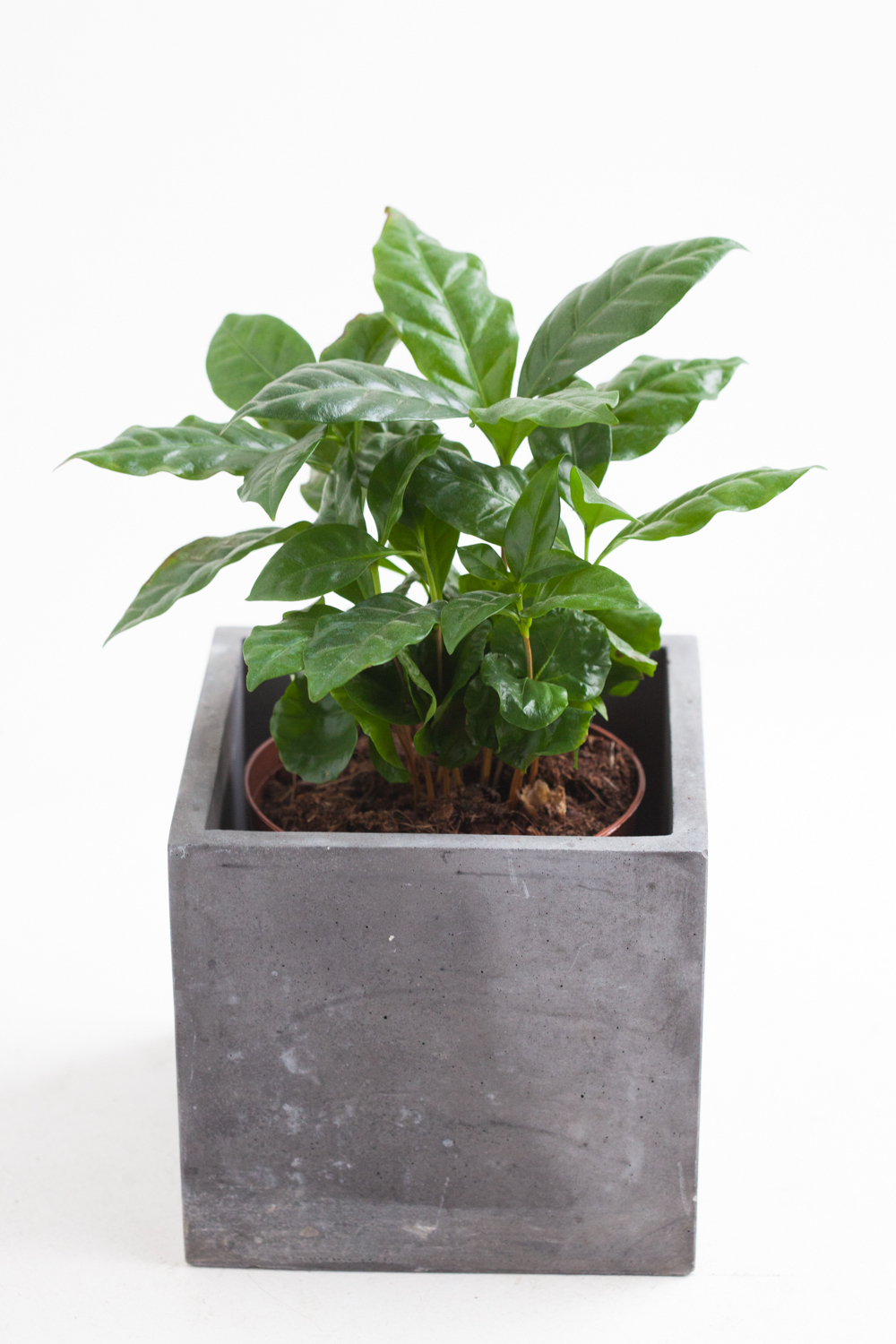 Кофейное дерево в бетонном кашпо