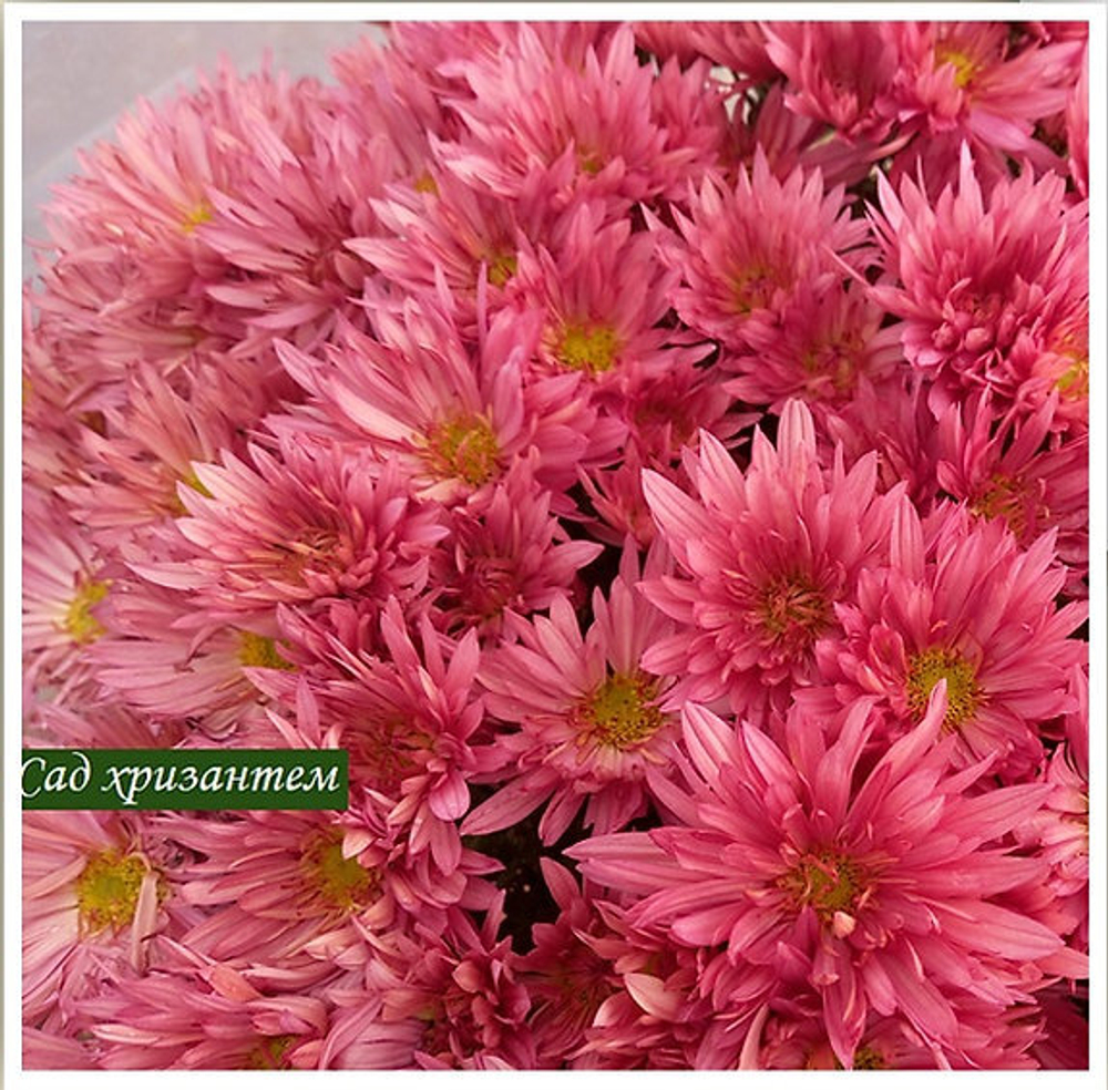 Хризантема мультифлора Rosdura rose ☘ м.105 (отгрузка май 2025г)