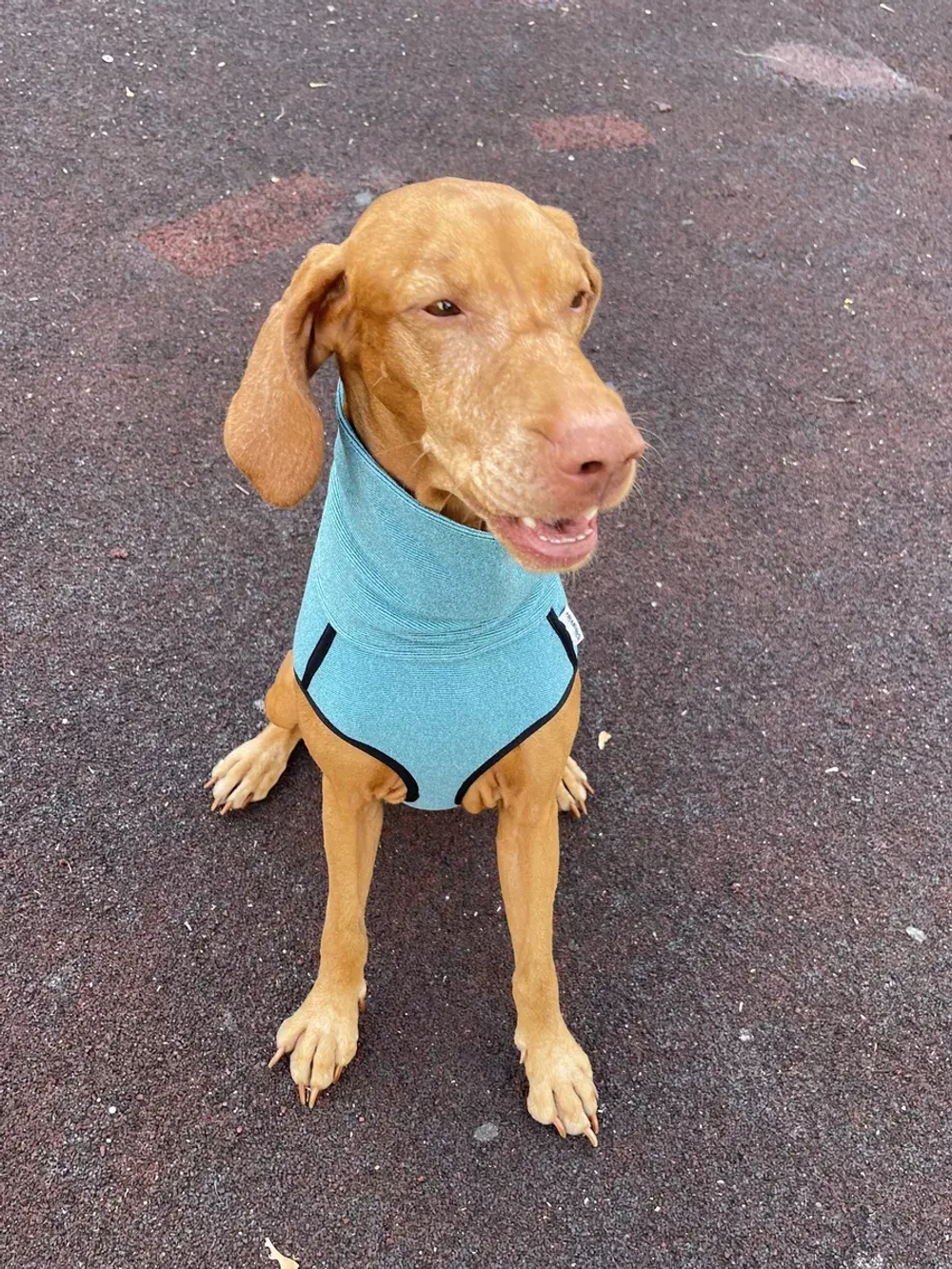 Свитер для собак на молнии попона