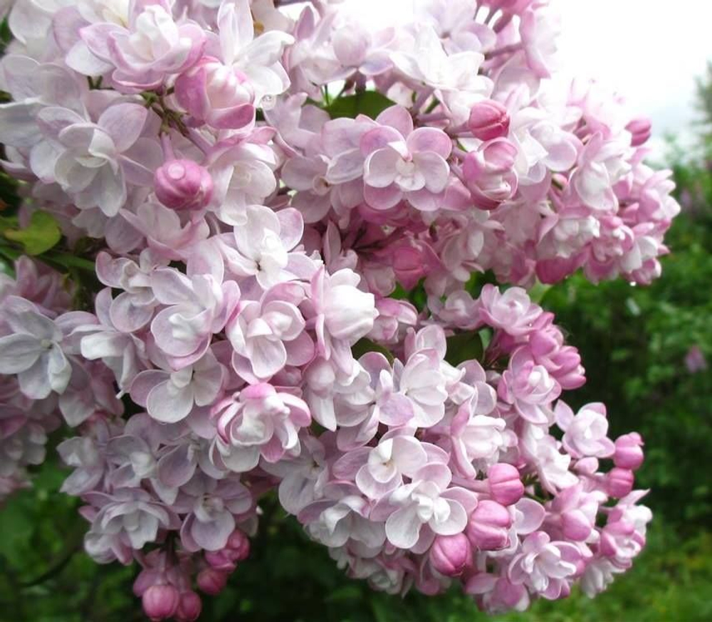 Сирень vulgaris Beauty (Krasawica) of Moscow