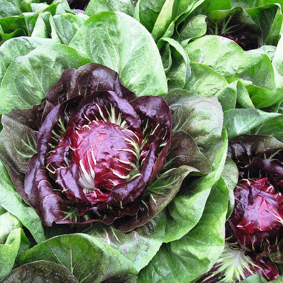 Россини F1 семена цикория – фото 2