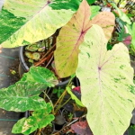 Колоказия LAMUN