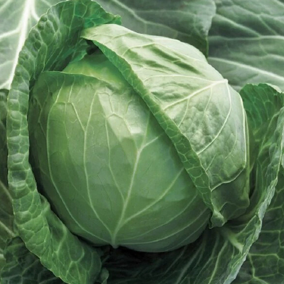 Пруктория F1 семена капусты белокачанной (Syngenta / Сингента) продукт – фото 2