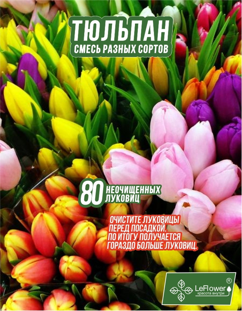 Тюльпан Луковицы неочищенные, Микс сортов, 80+шт