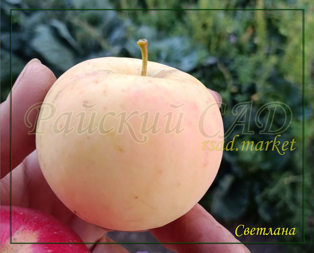 Яблоня Светлана