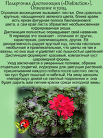 Пеларгония Дистинкция пёстролистная герань