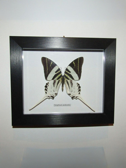 Графиум Андроклес в рамке