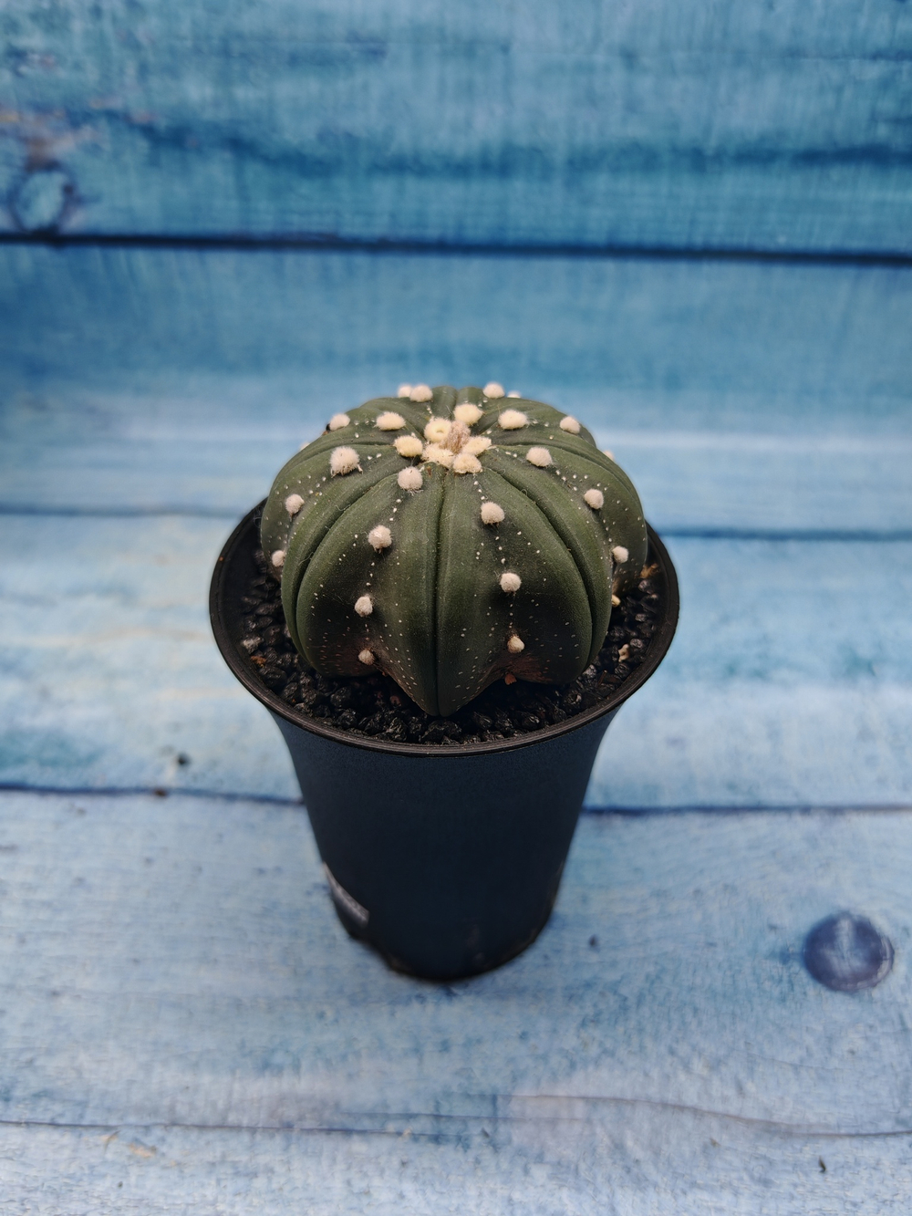 Astrophytum Asterias (Астрофитум)