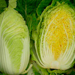 ТАБАЛУГА F1 семена капусты пекинской (Sakata | Alexagro)