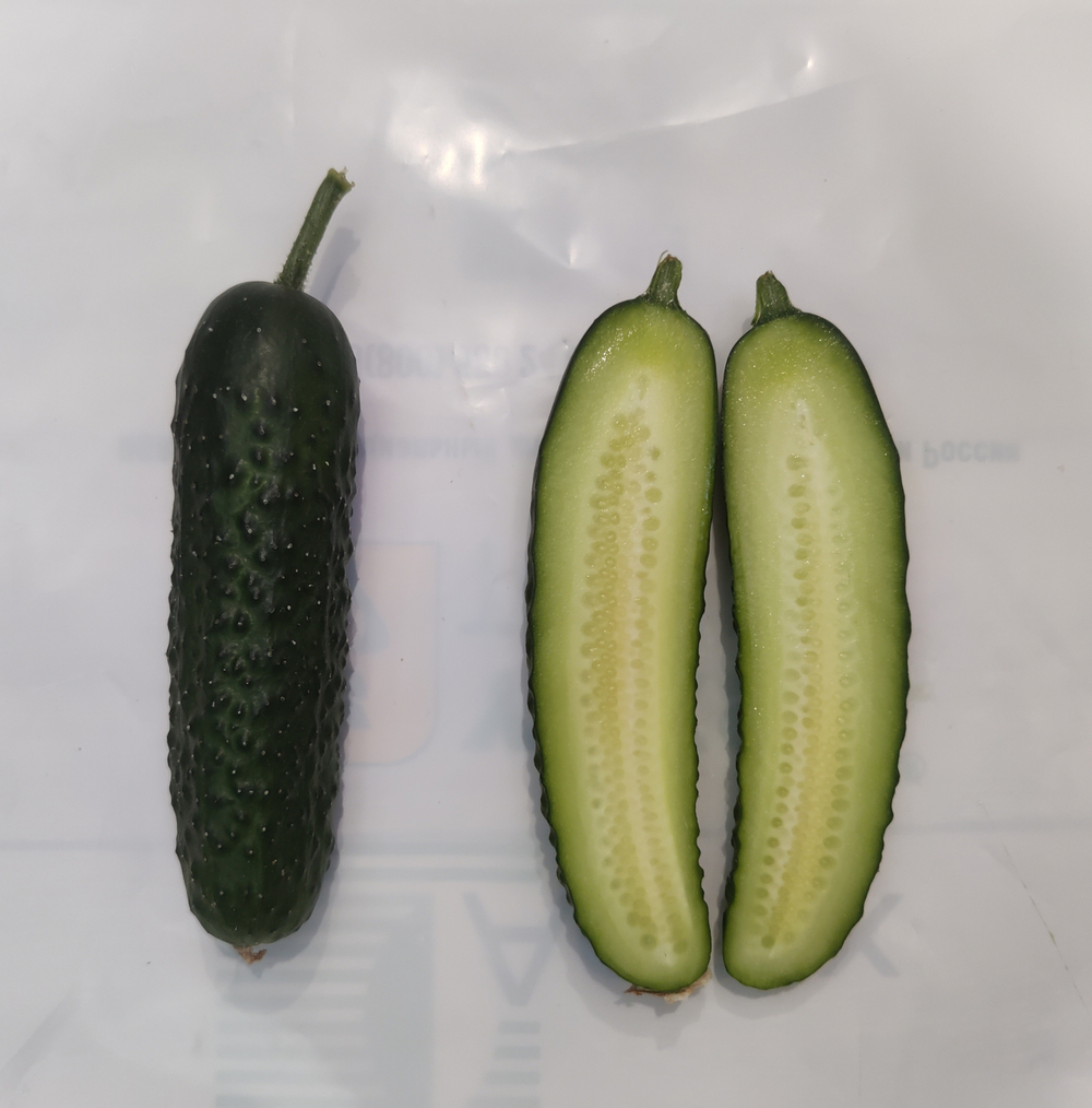 Кардинал F1 семена огурца партенокарпического ( Yuksel Tohum / )