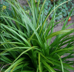 Осока обильнолистная "Irich Green". Carex foliosissima "Irich Green".