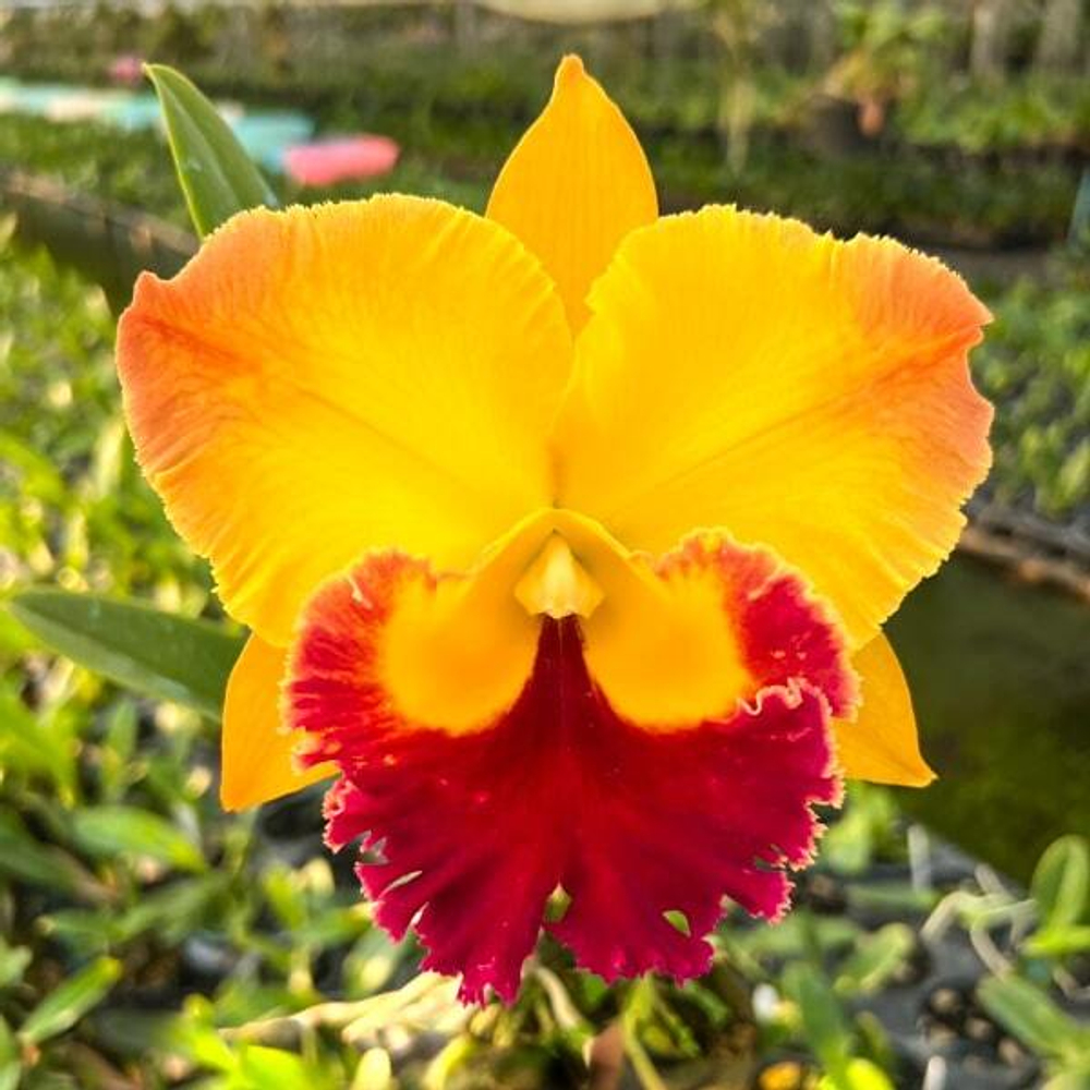 Орхидея ринхолелиокаттлея RLC. GOLDEN HOPE