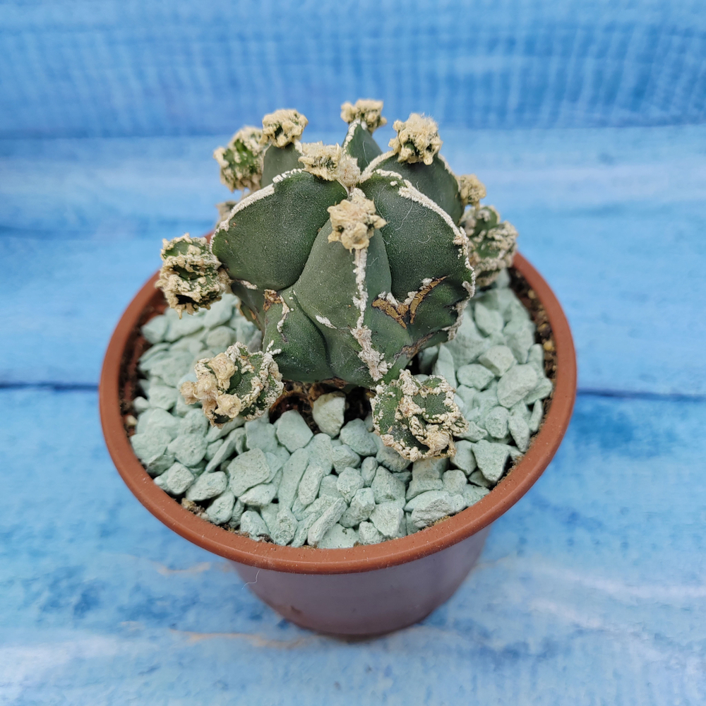 Astrophytum Myriostigma "Hakujo Fukuryu"  (Астрофитум)