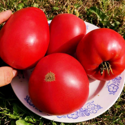 Помидоры - Женское Сердце