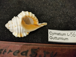 Циматиум Гуттурниум