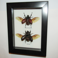 Жуки Носороги в рамке