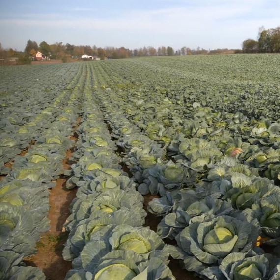 Тореадор F1 семена капусты белокочанной (Syngenta / Сингента) продукт – фото 4