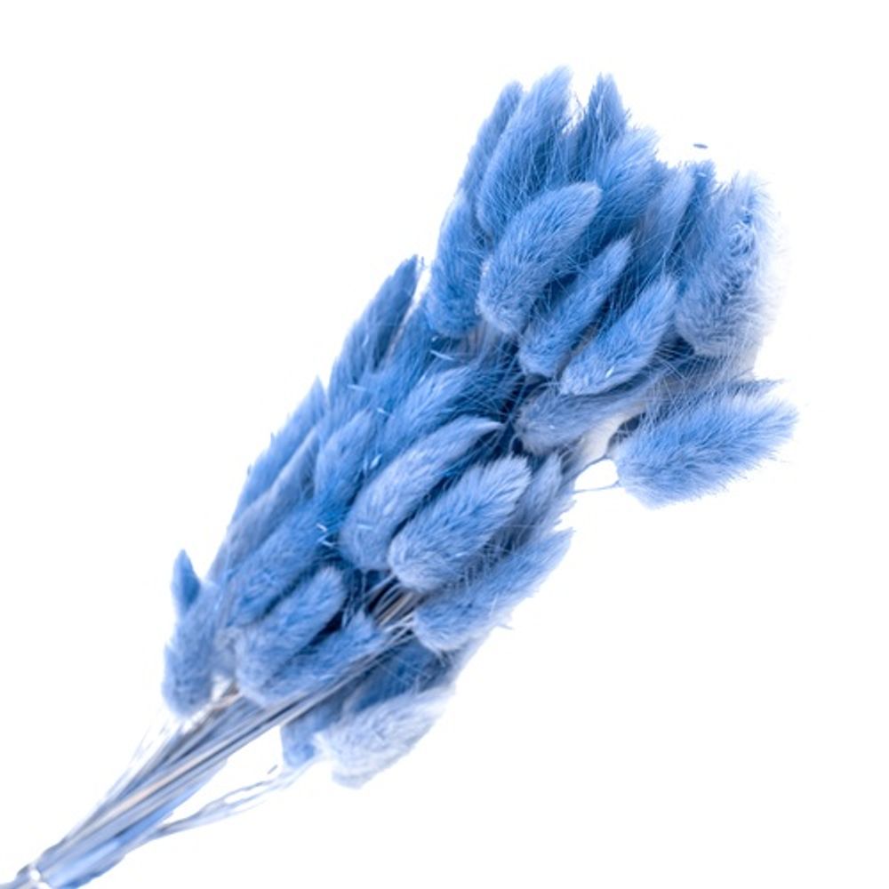 Сухоцветы ЛАГУРУС СИНИЙ