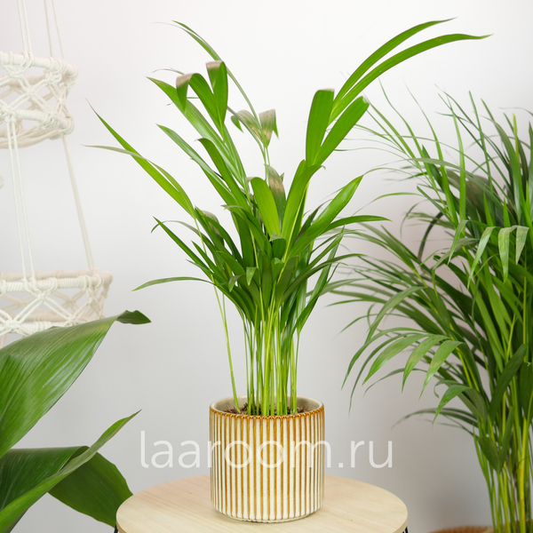 Хризалидокарпус 12/35