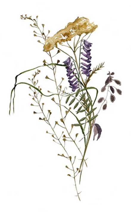 "Гербарий 2", фотокартина (репродукция)