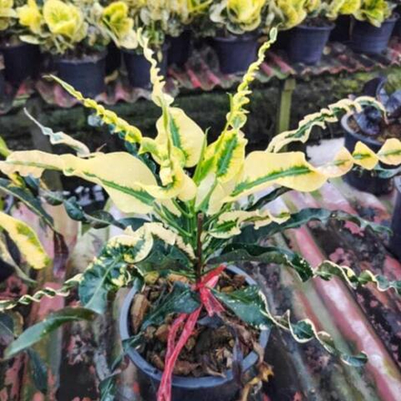 Кротон YAK MAMAESIN