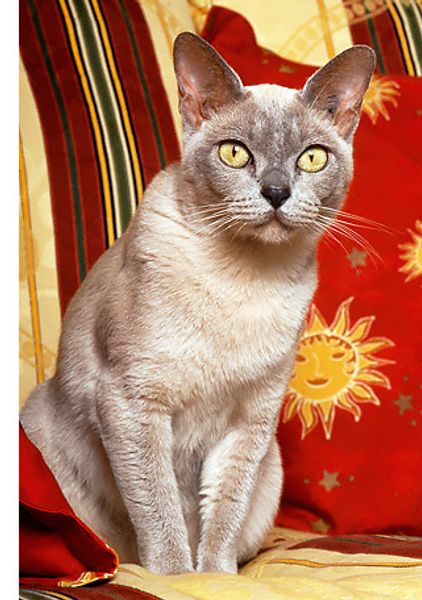 Как сделать кошку ласковой? Как сделать кошку ласковой?