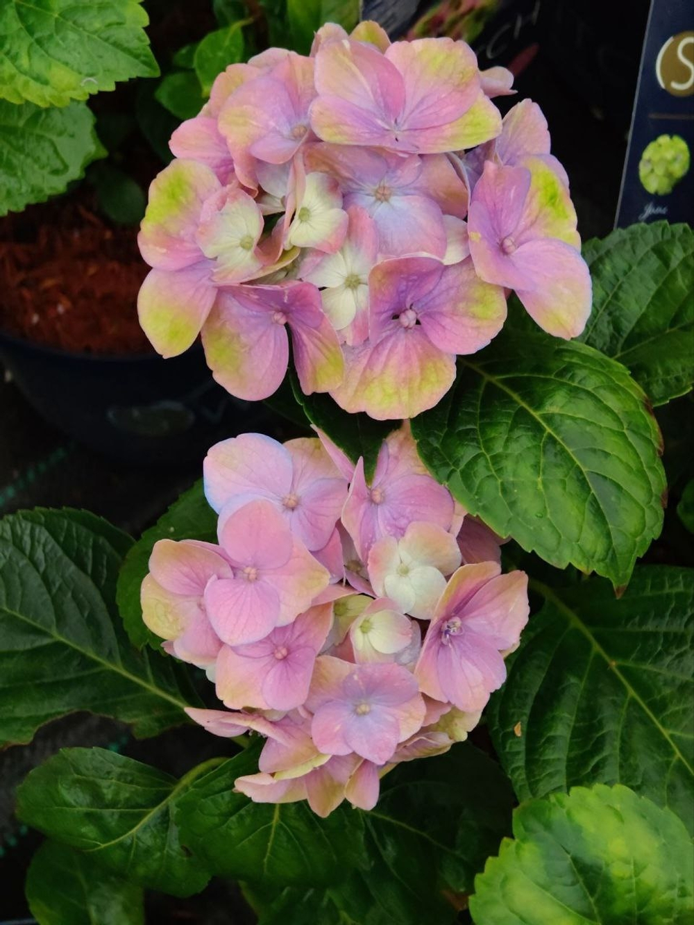 SWITCH TITANIA /ТИТАНИЯ (Стандарт поставки Р9)2025г.