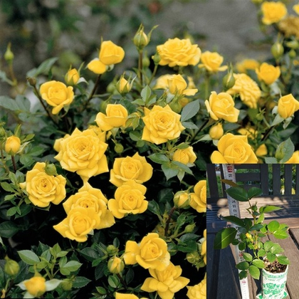 Спрей роза мелкоцветковая «Шани»