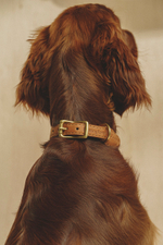 Ошейник "Пони-Макарони" Рыжий