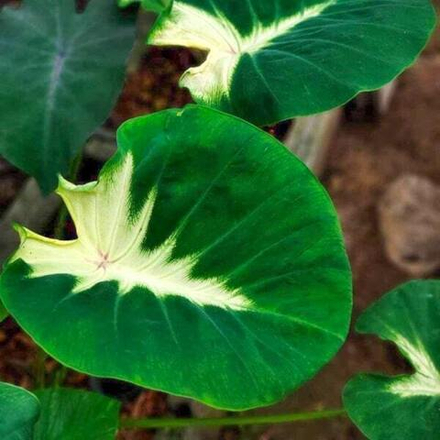 Колоказия MORNING MOONLIGHT