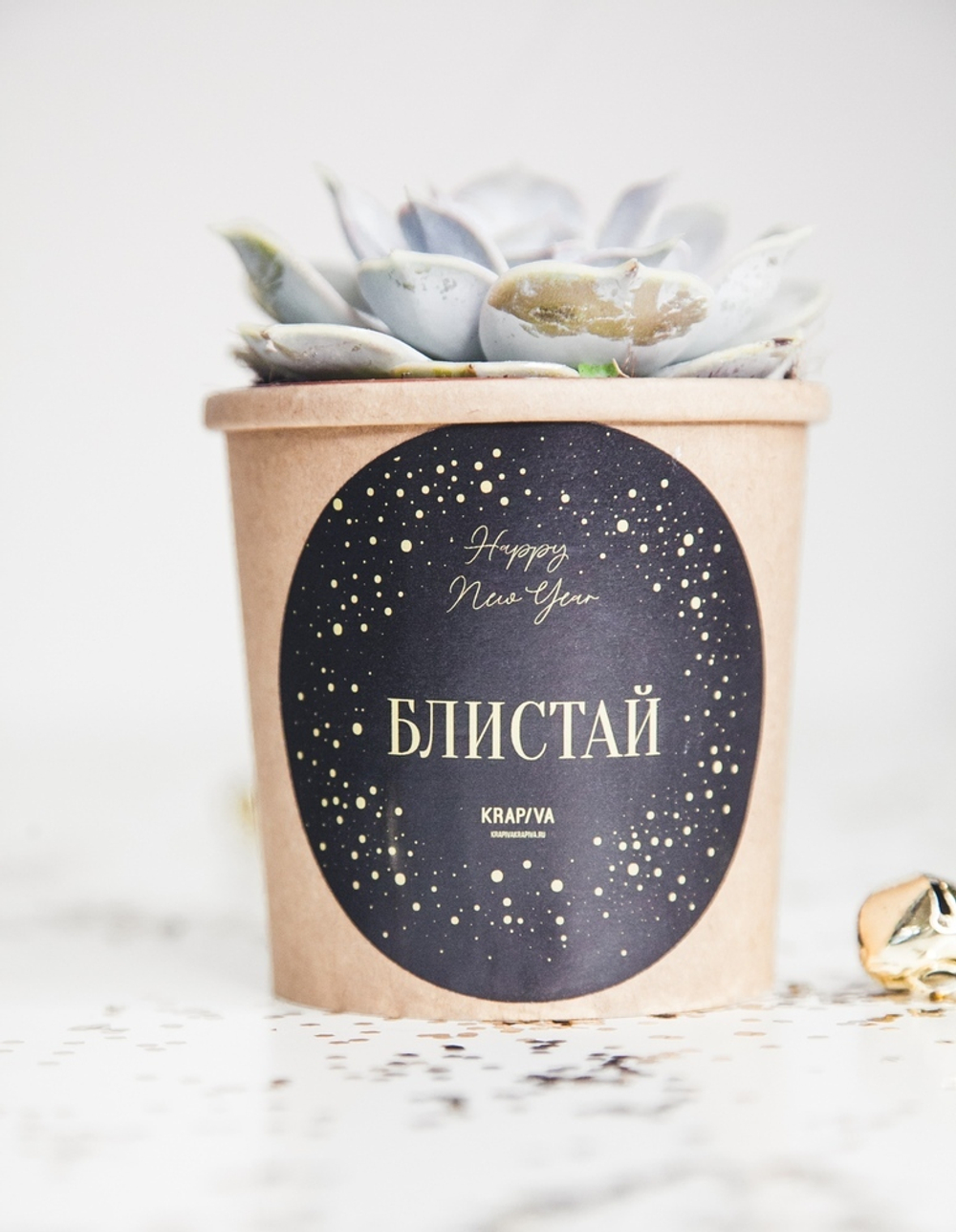 Суккулент в стаканчике