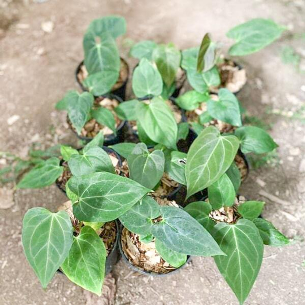 Антуриум PAPILLILAMINUM