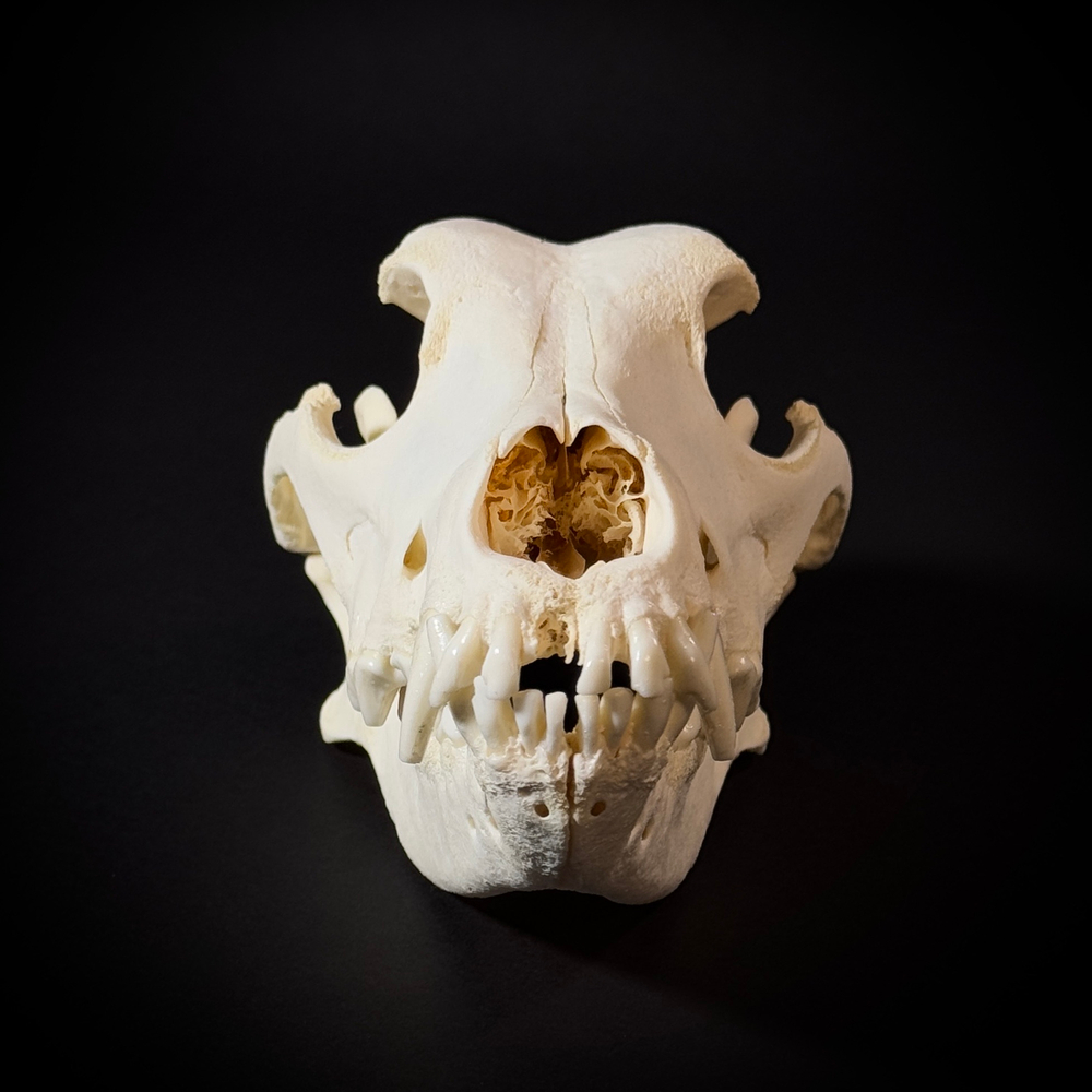 Череп собаки