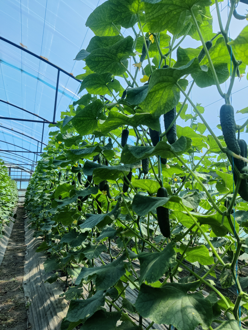 Кардинал F1 семена огурца партенокарпического ( Yuksel Tohum / )