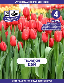 Тюльпан Луковица, Кэй 4 шт,
