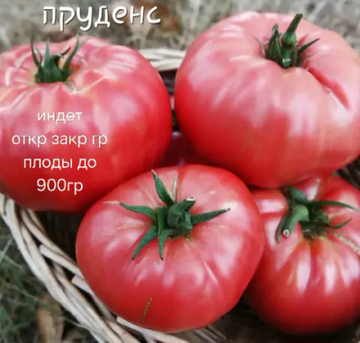 ПРУДЕНС ФИОЛЕТОВЫЙ