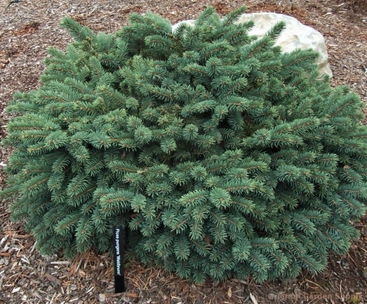 Ель колючая Вальдбрун С5 20-30 см Закупка М49 весна 2026