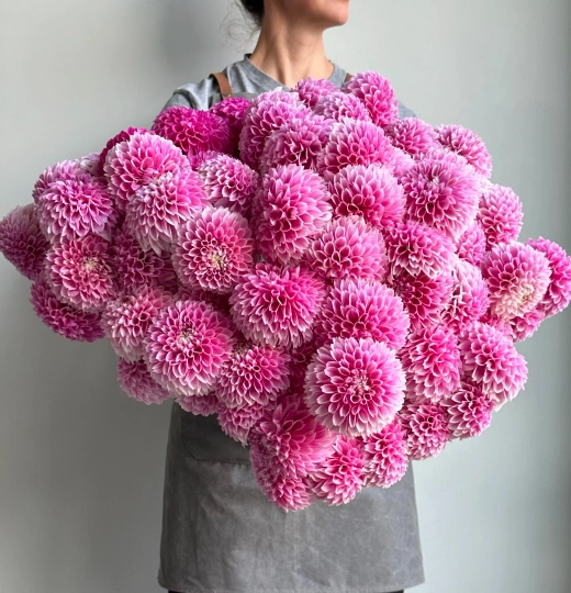 Георгин Marshmellow Baby (корень) Закупка М55 апрель 2026