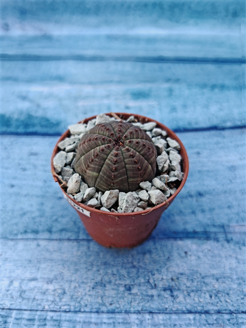 Суккулент Euphorbia Obesa (Эуфорбия)