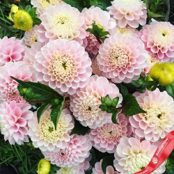 Георгин Wizard of Oz (корень) Закупка М55 апрель 2026