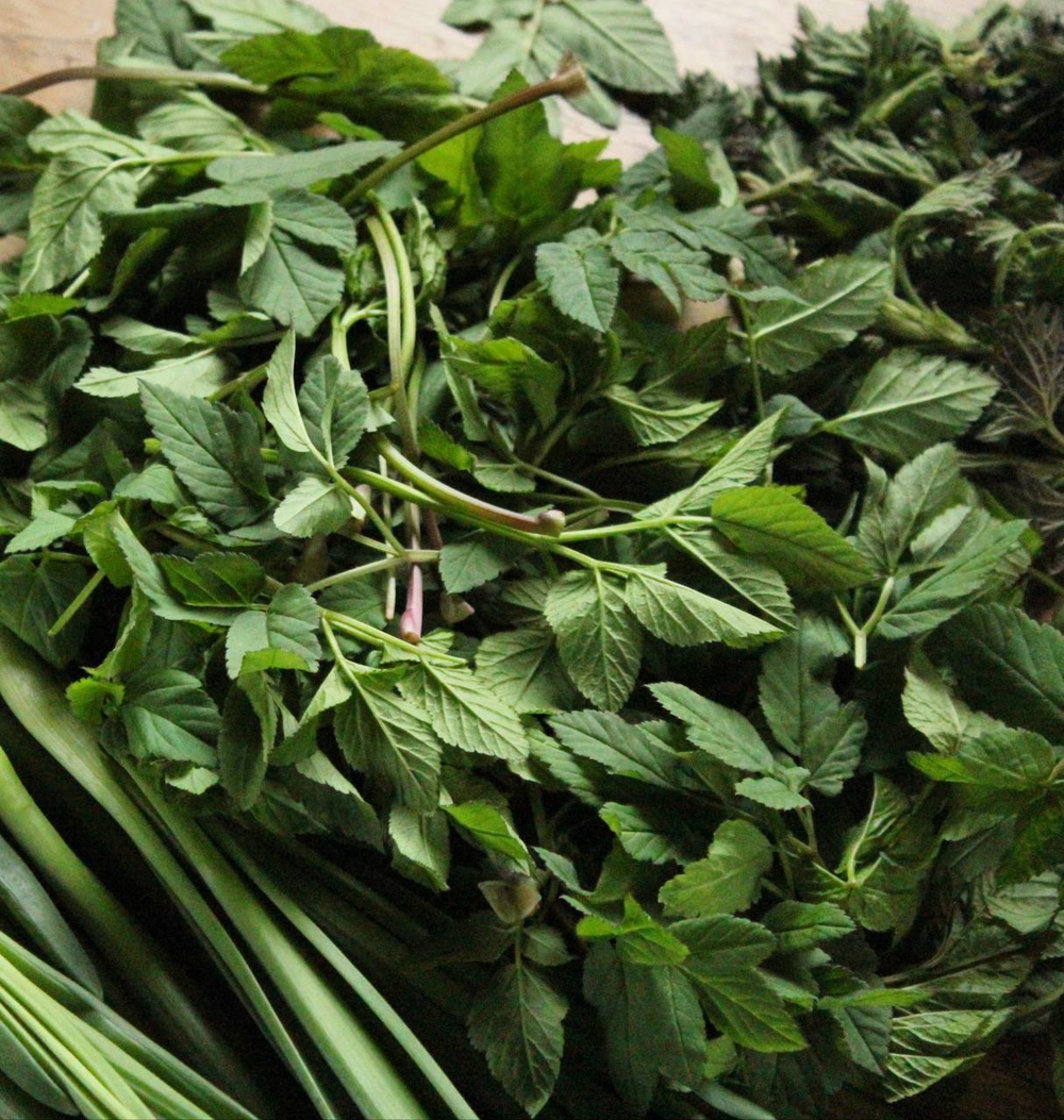 Сныть молодая