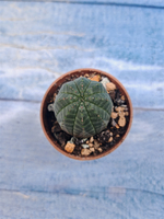 Euphoria Obesa (Эуфорбия)