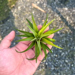 Тилландсия capitata Silver Rose